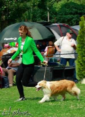 Ivorycoast Van't Vlassenhout junior handler II. age group